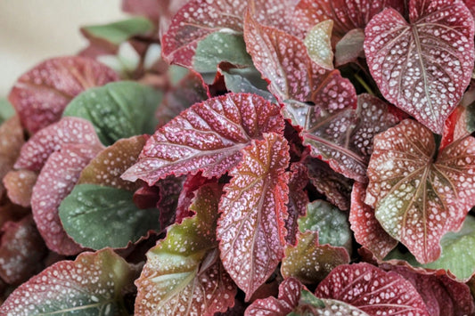 Begonia ‘Macarena’ Live Plant, 4 Inch Pot, Colorful Foliage Begonia, Tropical Indoor Houseplant, Collector Begonia