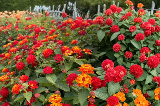 Red Lantana Live Plant, 4 Inch Starter, Red Flowering Outdoor Garden Plant, Butterfly Pollinator Plant, Ships Without Pot