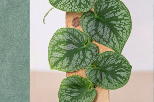 Monstera dubia Live Plant, 4 Inch Pot, Shingle Plant, Tropical Climbing Aroid Houseplant, Collector Monstera
