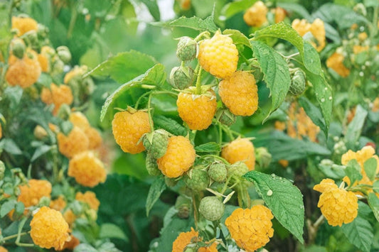 Anne Yellow Raspberry Live Plant, 1 Rooted Starter, Golden Raspberry Fruit Bush, Edible Berry Garden Plant, Zones 4–9
