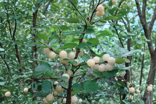 Gabe Nanking White Cherry Live Plant, 20–24 Inch Tall Starter Bush, Sweet White Fruiting Cherry Shrub, Prunus tomentosa