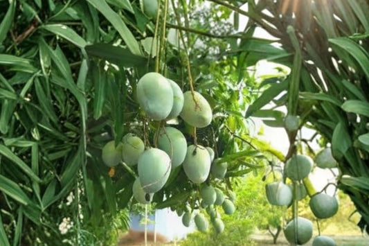 Haden Mango Seedling Live Plant, Rooted Mango Tree Starter, Mangifera indica Tropical Fruit Tree, Patio Container Plant