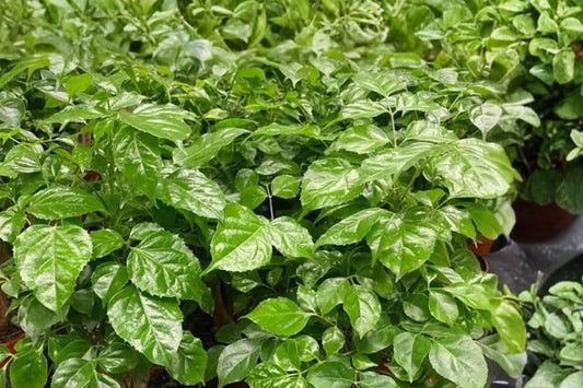 China Doll Plant Live, 4 Inch Pot, Radermachera sinica, Glossy Green Tropical Indoor Houseplant