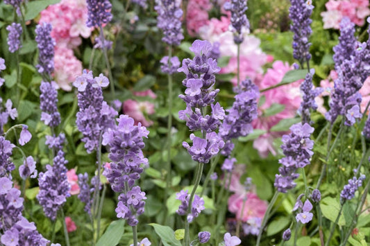 Melissa Pink English Lavender Live Plant, 1 Gallon Pot, Lavandula angustifolia, Fragrant Pink Flowering Perennial Herb