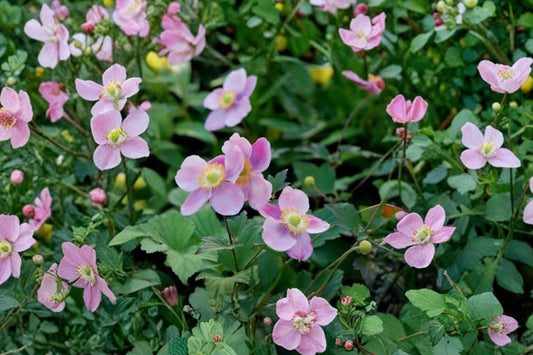 Pink Japanese Anemone Robustissima Bare Root, Anemone tomentosa Live Perennial, Hardy Fall Blooming Garden Flower Plant