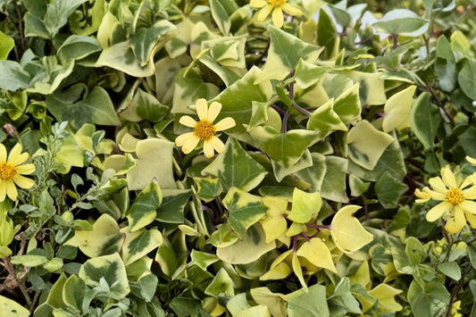 Variegated Senecio macroglossus Live Plant, 4 Inch Pot, Natal Ivy Wax Vine, Variegated Climbing Trailing Houseplant