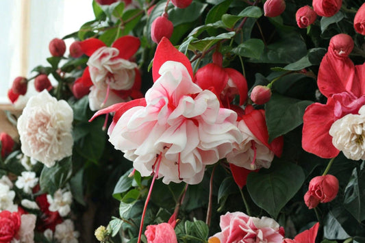 Swingtime Fuchsia Live Plant, 5 Inch Pot, Red White Double Flower Fuchsia, Trailing Hanging Basket Ornamental Plant