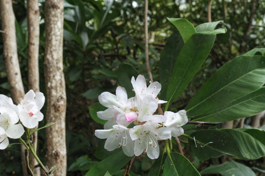 Great Laurel Rhododendron maximum Live Plant, Bare Root Rosebay Rhododendron, Native Evergreen Flowering Shrub