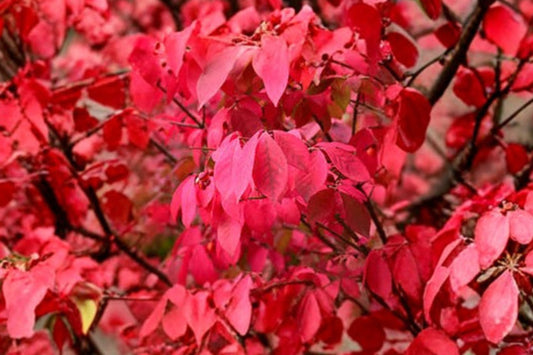 2 Burning Bush Live Plants, 8+ Inch Bare Root Shrubs, Euonymus alatus, Red Fall Color Deciduous Landscape Plants