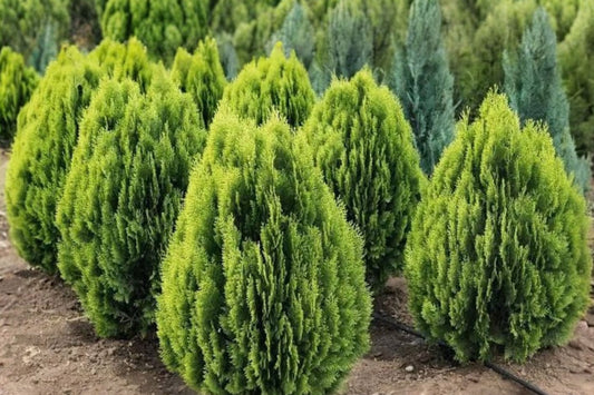 Sunkist Arborvitae Live Plant, 1 Quart Pot, Thuja occidentalis ‘Sunkist’, Golden Evergreen Shrub, Landscape Conifer