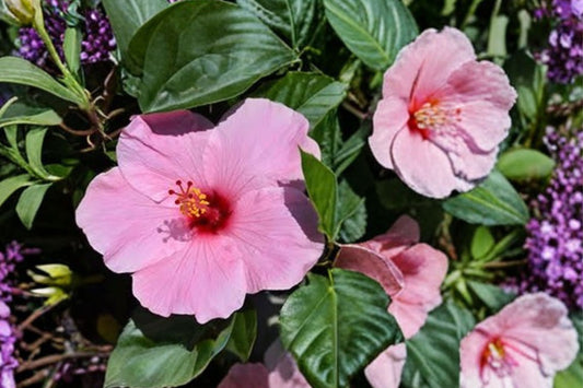 2 Seminole Pink Hibiscus Live Plants, 5 Inch Tall Starter Plants, Tropical Pink Flowering Hibiscus Shrubs