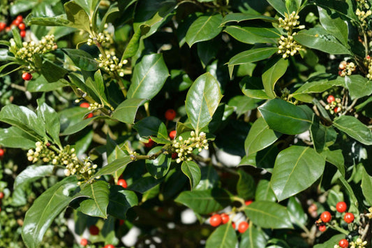 Nellie R. Stevens Holly Live Plant, Evergreen Holly Tree Starter, Ilex × ‘Nellie R. Stevens’, Landscape Privacy Shrub