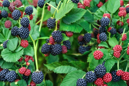 2 Blackberry Live Plants, 3 Inch Pots, Rooted Blackberry Starter Plants, Sweet Berry Fruit Bushes for Edible Garden