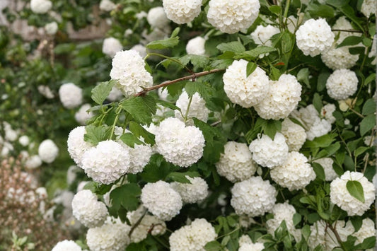 Old Fashioned Snowball Viburnum Live Plant, 4–12 Inch Tall in 4 Inch Pot, White Flowering Viburnum Shrub
