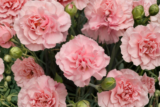 Dianthus Plant – Live Pink Purple Flowering Plant | 4–8 Inches Tall | 1 Live Potted Plant | Colorful Garden & Patio Flower | Container Friendly