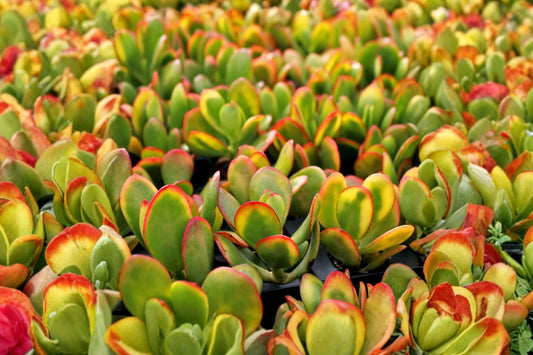 Crassula ovata ‘Hummel’s Sunset’ Live Plant, 3 Inch Pot, Golden Jade Succulent, Rooted Variegated Jade Houseplant