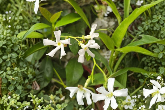 Summer Jasmine – Jasminum Live Plant | 3 Inch Nursery Pot | Fragrant Flowering Jasmine Starter | Patio, Trellis & Garden Friendly | Easy to Grow