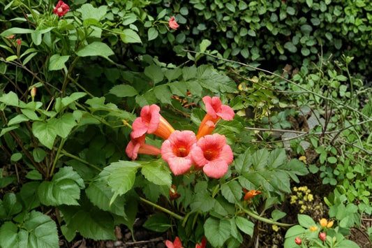 Hummingbird Vine Live Plant, Flowering Climbing Vine, Hummingbird Garden Plant, Ornamental Trellis Patio Vine