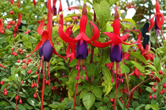 Marinka Fuchsia – Live Starter Plant | 3–5 Inches Tall | 5 Inch Nursery Pot | Red Trailing Flowers | Hanging Basket & Patio Plant | Zones 9–11