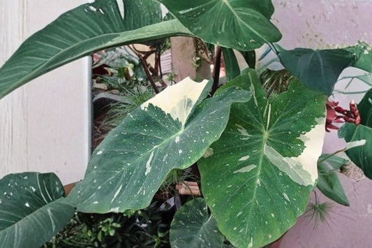 Ele Paio Colocasia – Live Elephant Ear Plant | 3 Inch Starter | Ships Without Pot | Tropical Foliage Plant | Pond & Container Friendly | Easy to Grow