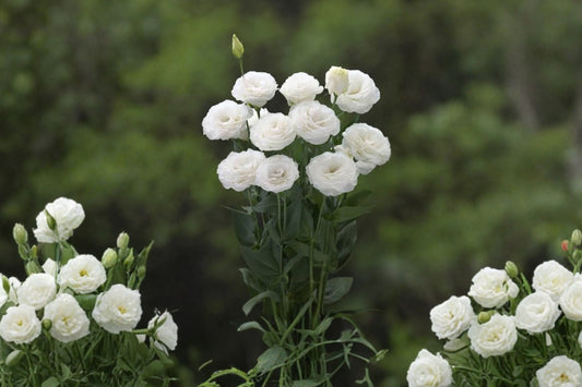 Lisianthus Arosa White III – Live Plant Plug | 1–3 Inches Tall | White Flowering Starter | Cut Flower Garden Plant | Cottage Garden & Container Friendly