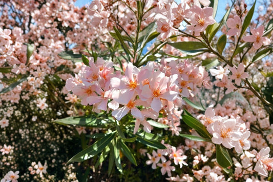 Dwarf Salmon Oleander – Nerium oleander Live Plant | 4–8 Inches Tall | Ships No Pot | Salmon Pink Flowering Shrub | Patio & Container Friendly | Drought Tolerant
