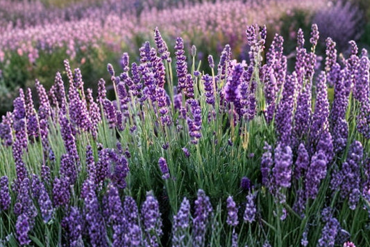 Godwin Creek Lavender – Lavandula Hybrid Live Plants | Set of 2 | 3–6 Inches Tall | Ships No Pot | Fragrant Herb | Drought Tolerant | Pollinator Friendly