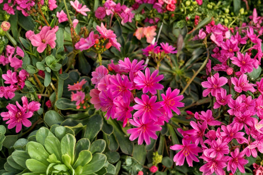 Lewisia Rainbow Mix Live Plant, Hardy Succulent Starter, Colorful Flowering Rock Garden Perennial, Bitterroot Plant