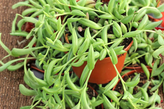 Senecio Fish Hooks – Live Succulent Plant | 4 Inch Nursery Pot | Trailing Fish Hook Succulent | Hanging Basket Houseplant | Indoor Plant | Easy to Grow