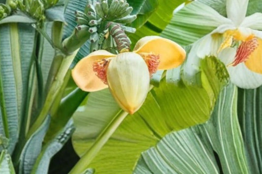 Musa Basjoo Banana Live Plant, 6–10 Inch Tall, Cold Hardy Japanese Fiber Banana, Tropical Garden Starter, No Pot