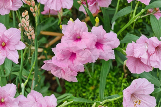 Katie’s Dwarf Pink Ruellia – Ruellia brittoniana Live Plants | Set of 3 | 3–6 Inches Tall | Rooted in Soil | No Pot | Pink Flowering Perennial