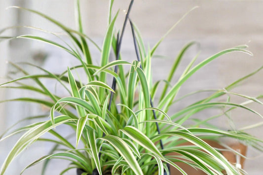 Spider Plant Live Plant, Chlorophytum comosum, Variegated Indoor Houseplant, Easy Hanging Plant Starter
