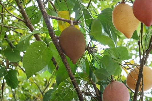 Pangium Edule – Live Seedling | Rare Tropical Fruit Tree Starter | Pangium edule Exotic Plant | Outdoor Garden Tree | Collector Plant