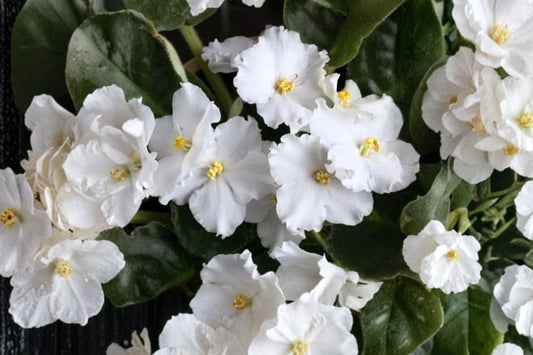White Violet – Live Flowering Plant | 3–5 Inches Tall | 4 Inch Nursery Pot | White Blooming Houseplant | Indoor Garden & Gift Friendly | Easy Care