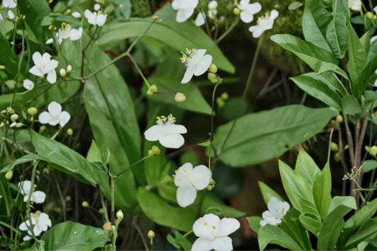 Tahitian Bridal Veil – Gibasis pellucida Live Cuttings | 10+ Unrooted Cuttings | Trailing Flowering Plant | Hanging Basket Houseplant | Easy to Propagate