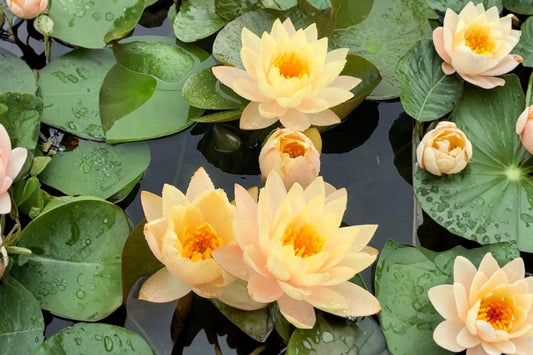 Mangkala Ubol Water Lily – Live Tuber | Yellow Hardy Water Lily | Nymphaea Aquatic Pond Plant | Fragrant Flowering Water Garden Plant | Easy to Grow