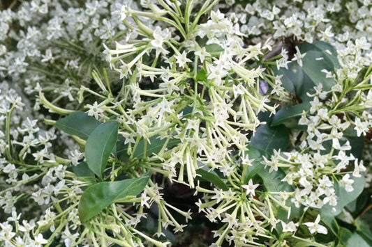 Night Blooming Jasmine – Cestrum nocturnum Live Plant | 5–12 Inches Tall | No Pot | Fragrant Night Flowering Shrub | Patio & Moon Garden Friendly