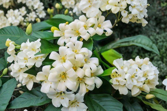 Orange Jasmine – Murraya paniculata Live Plant | 12 Years Old | 2–3 Feet Tall | Potted Fragrant Flowering Shrub | Tropical Patio Plant | Evergreen