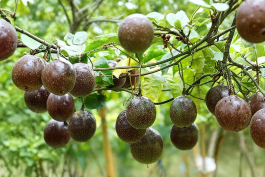 Purple Passion Fruit Live Plant, 12 Inch Tall in 4 Inch Pot, Passiflora edulis, Tropical Fruiting Passionfruit Vine