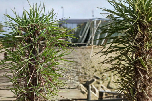 Didierea Madagascariensis – Live Plant | 6 Inch Nursery Grown | Bare Root | Madagascar Succulent Tree | Rare Collector Plant | Full Sun & Drought Friendly