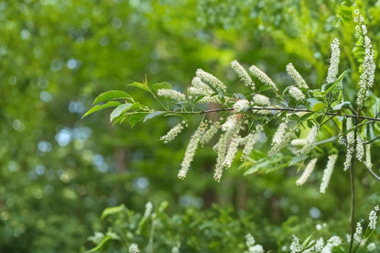 Dwarf Black Cherry Tree – Prunus serotina Live Seedling | Fruit Tree Starter | Native Flowering Tree | Edible Cherry Plant | Backyard & Wildlife Friendly