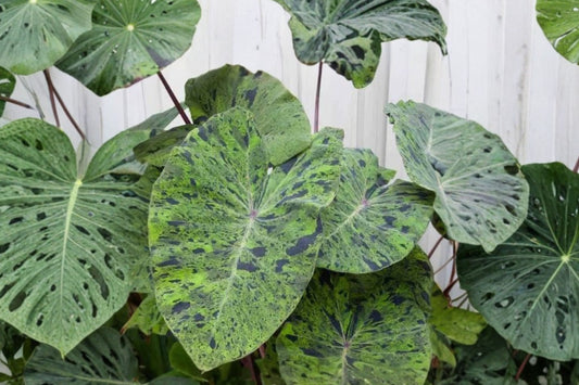Mojito Colocasia – Colocasia esculenta ‘Mojito’ Live Plant | 6–10 Inches Tall | Exotic Variegated Elephant Ear | No Pot | Tropical Foliage Plant