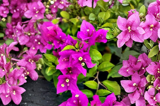 Red Purple Bougainvillea – Live Plant | 4 Inch Nursery Pot | Tropical Flowering Vine | Vibrant Red Purple Bracts | Patio & Trellis Friendly | Easy Care