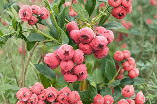 Pink Lemonade Blueberry – Vaccinium Live Plant | 2 Gallon Nursery Pot | Pink Fruiting Berry Bush | Edible Garden Shrub | Patio & Container Friendly