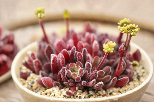 Crassula Pubescens – Jersey Pigmyweed Live Succulent | 2 Inch Nursery Pot | Fuzzy Green & Red Foliage | Clumping Succulent | Easy to Grow
