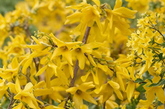 Weeping Forsythia – Forsythia suspensa Live Seedling | 3 Inch Nursery Pot | Yellow Flowering Shrub | Garden & Hedge Plant | Spring Bloomer | Easy to Grow