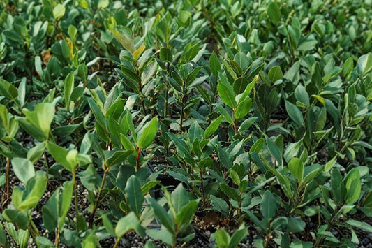 Bay Leaf Tree – Laurus nobilis Live Plant | 8–10 Inches Tall | Rooted Culinary Herb Tree | Evergreen Bay Laurel | Patio & Container Friendly | Easy to Grow
