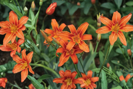 Orange Daylily – Hemerocallis fulva 6 Live Starter Plants | Bare Root | Orange Perennial Flowers | Cold Hardy Garden Plants | Easy to Grow