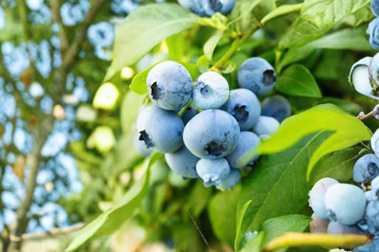 Sunshine Blue Blueberry Live Plant, 1 Quart Pot, Semi-Dwarf Blueberry Bush, Vaccinium Fruit Plant, Patio Berry Shrub