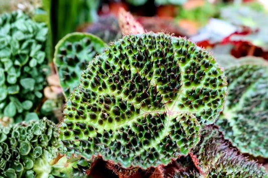 Begonia Ferox – Live Plant | 4 Inch Nursery Pot | Rare Textured Species Begonia | Collector Tropical Houseplant | Indoor Plant